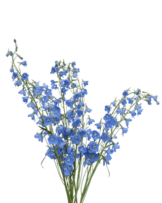 Blue Delphinium Sky Waltz Wholesale Flower