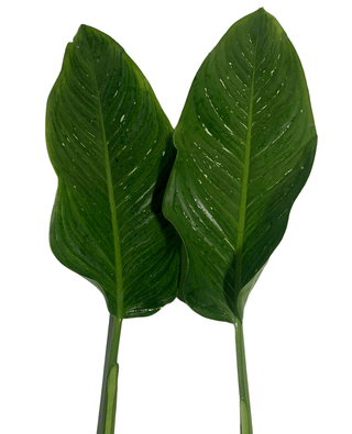 Dieffenbachia