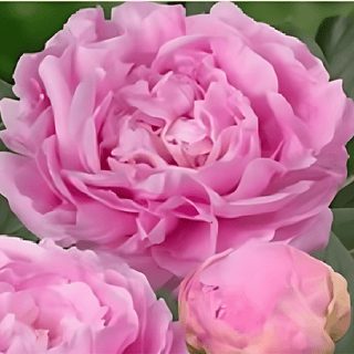 Dinner Plate - Patagonia Peonies Flowers | Fresh-Cut Wholesale Peony (October - November - December)