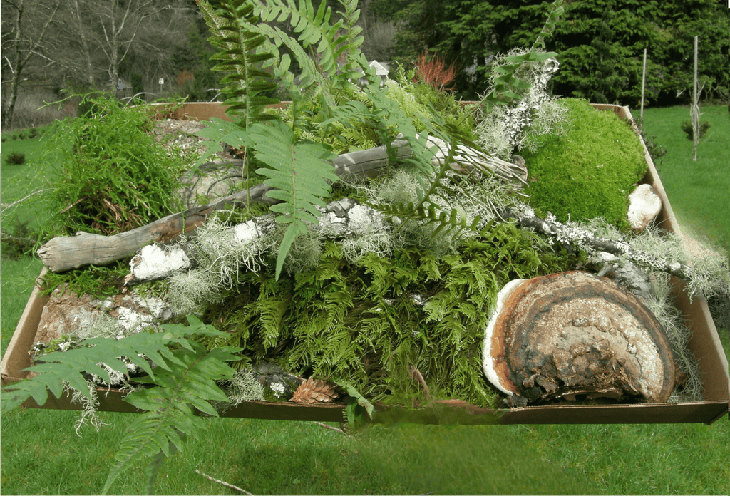 Forest Droppings Dried Filler – Greenchoice Flowers