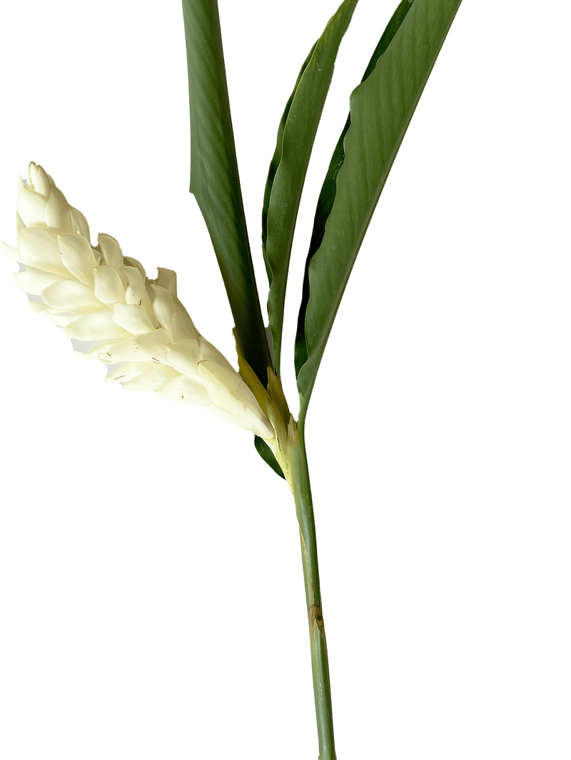 Ginger White M Tropical Flower (Fresh Cut) By Magic Flowers