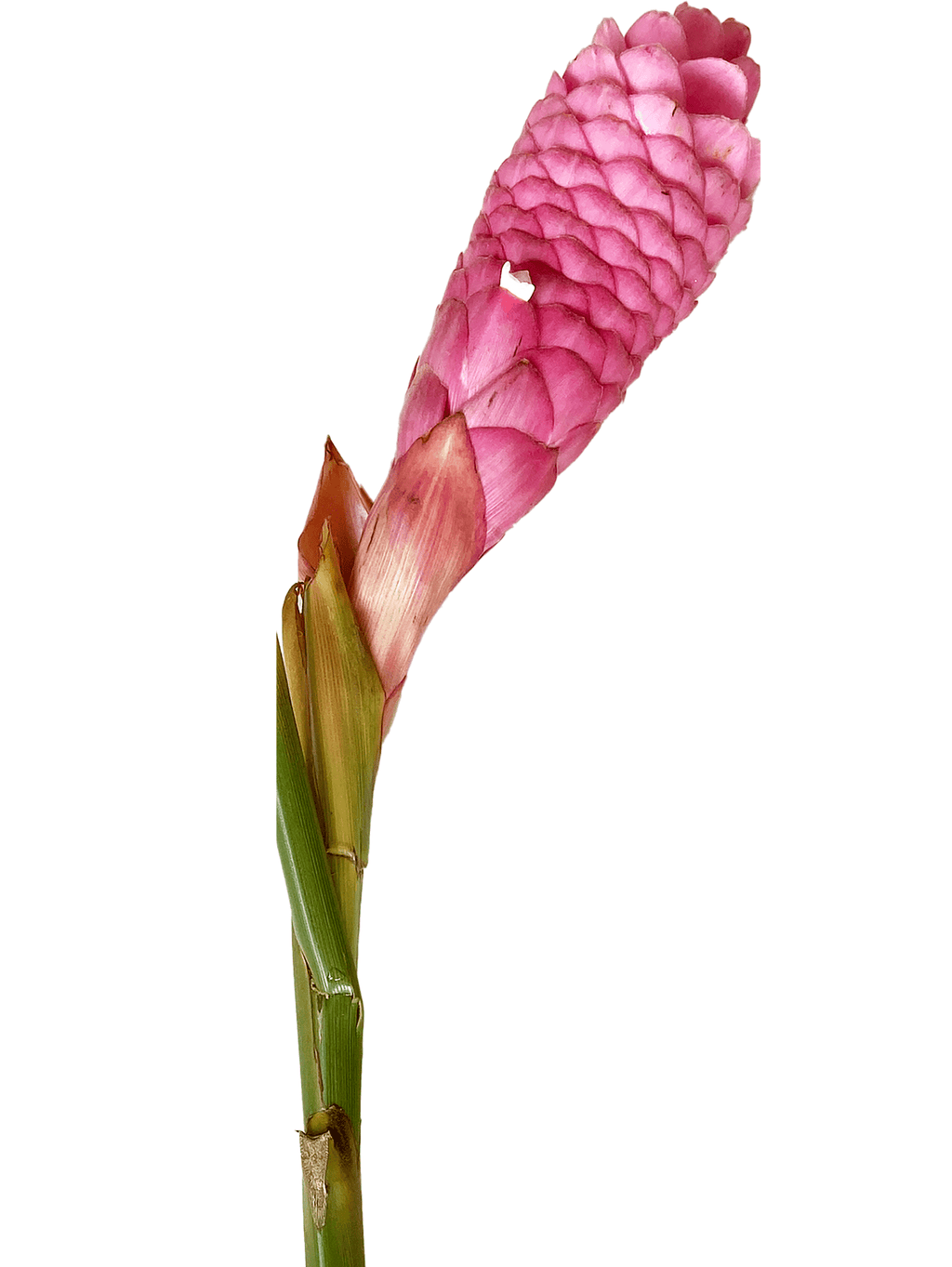 Ginger Nicole Pink Tropical Flower (Fresh Cut) By Magic Flowers