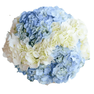 Assorted Hydrangea Premium Extra Large (Fresh Cut)