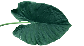 Alocasia Esmeralda Medium Green