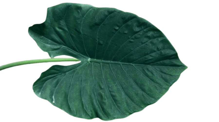 Alocasia Esmeralda Large Green