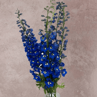 Dark Blue Delphinium (Next Day)