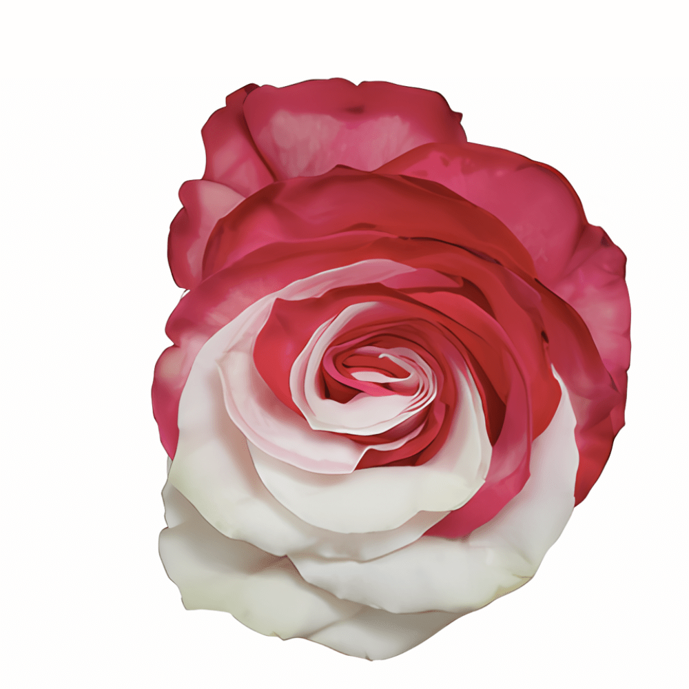 Roosevelt Tinted Patriotic Rose (Fourth of July) – Greenchoice Flowers