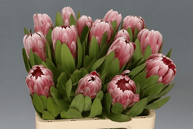 Protea Carnival 40cm  (African Flower)