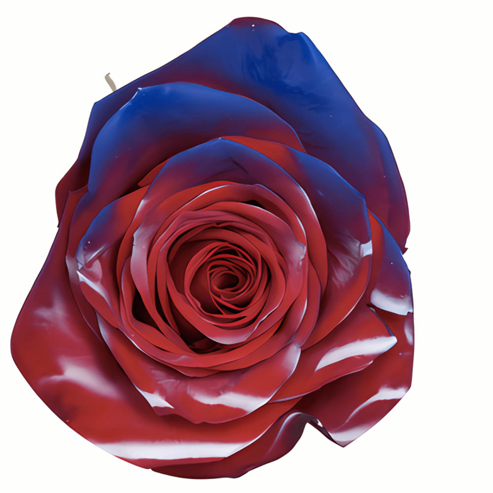 Flag Tinted Patriotic Rose (Fourth of July)