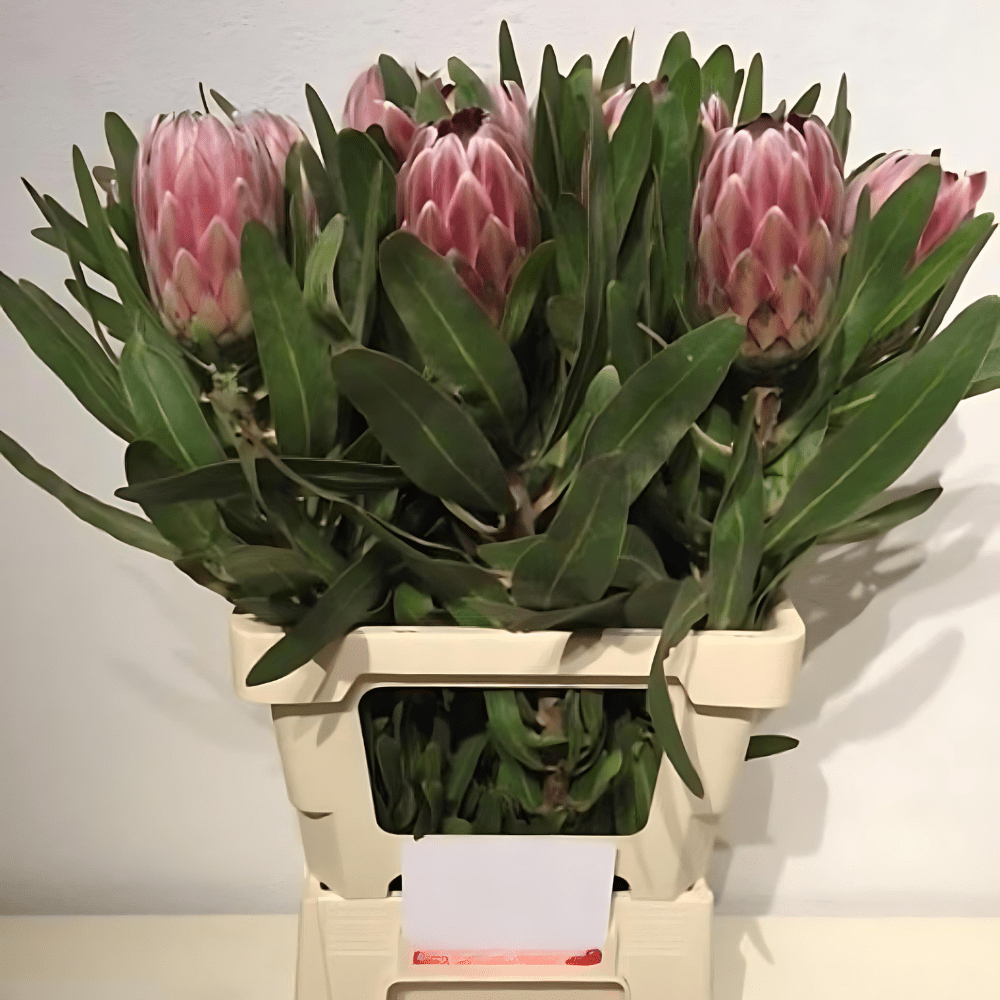 Protea Pink Ice 50cm  (African Flower)
