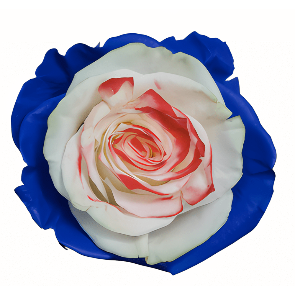 Washington Tinted Patriotic Rose (Fourth of July)