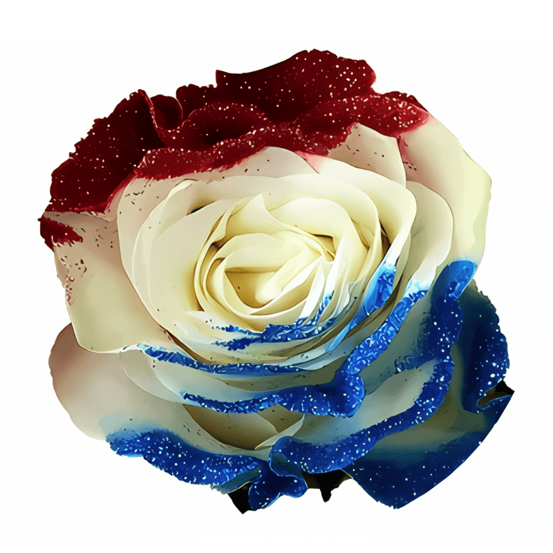 Firework Tinted Patriotic Rose (Fourth of July)