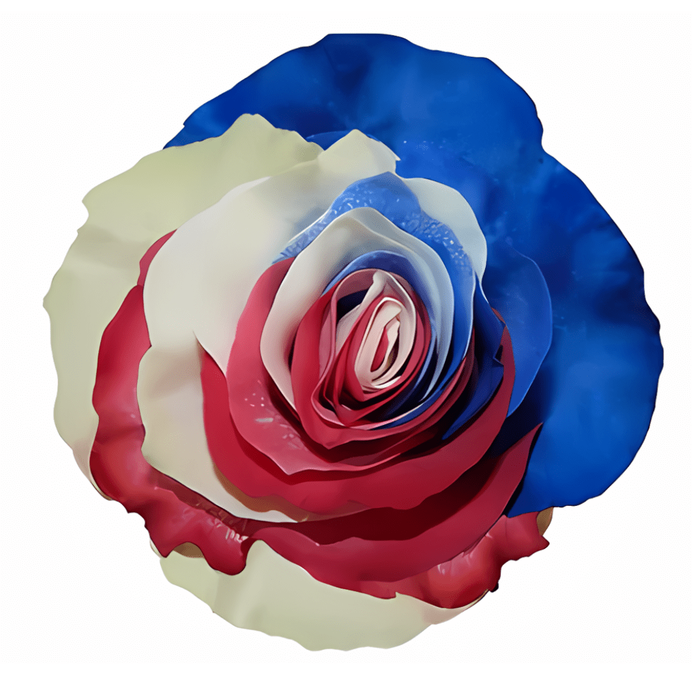 Independence Tinted Patriotic Rose (Fourth of July)