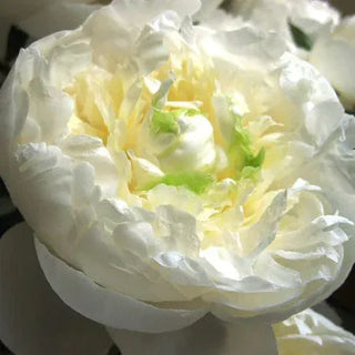 Duchess de Nemours Fresh Cut Alaska Peony