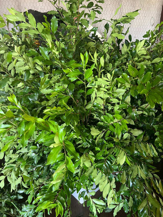 Cherry Laurel Tree Stem Branch Greenery Foliage (Fresh Cut)