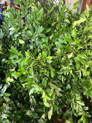 Cherry Laurel Tree Stem Branch Greenery Foliage (Fresh Cut)