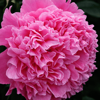 Edulis Superba Fresh Cut Alaska Peony
