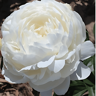 Elsa Sass - Patagonia Peonies Flowers | Fresh-Cut Wholesale Peony (October - November - December)