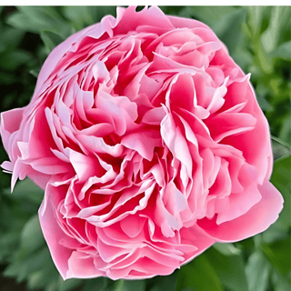 Etched Salmon - Patagonia Peonies Flowers | Fresh-Cut Wholesale Peony (October - November - December)