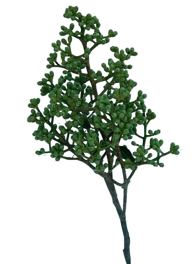 Eucalyptus Doll Cluster Tropical Flower (Fresh Cut) By Magic Flowers