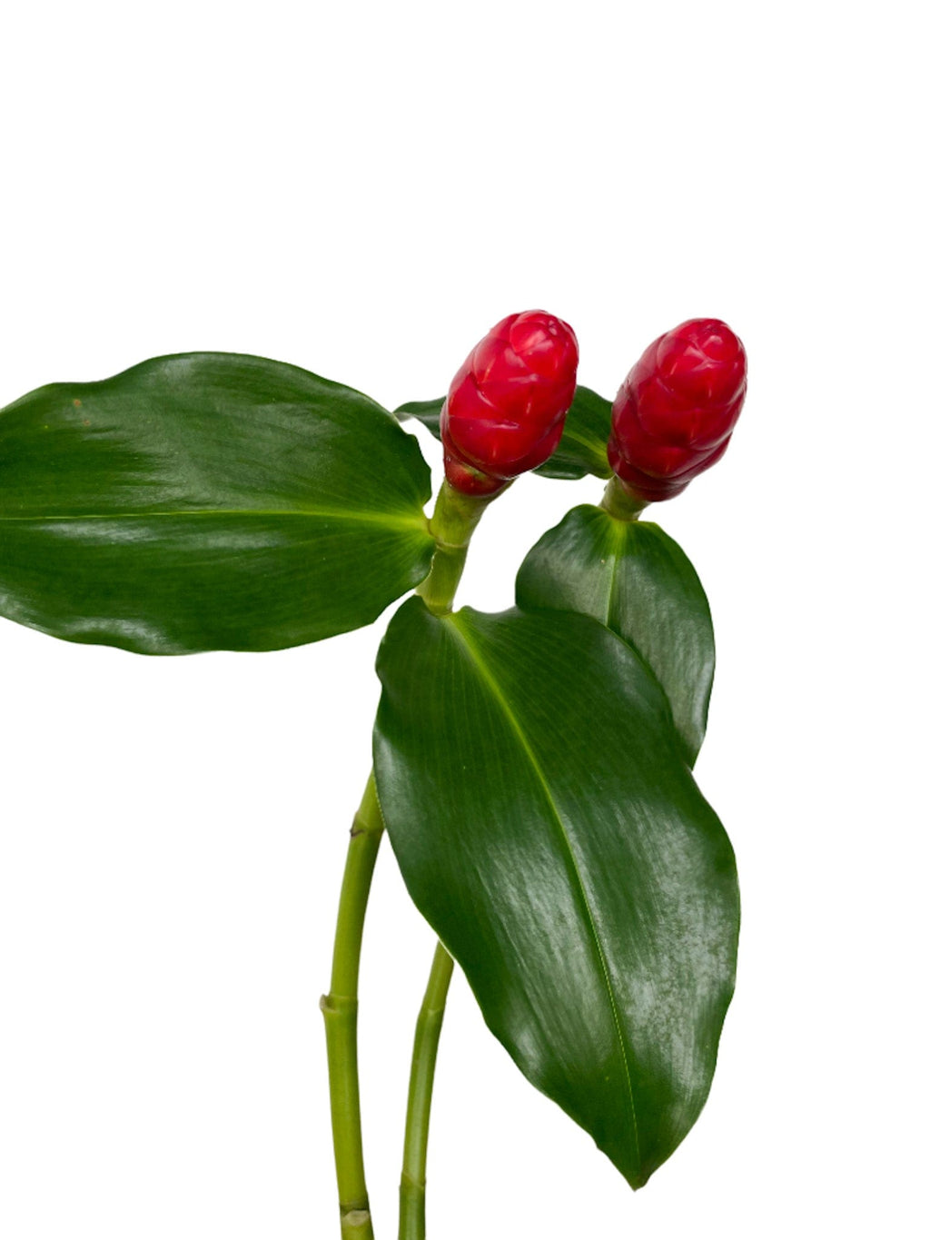 French Costus Kiss Red Tropical Flower (Fresh Cut)