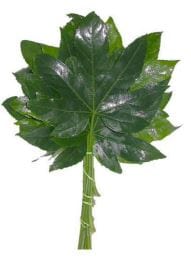 Aralia Fatsia Leaves