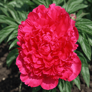 Felix Crousse Fresh Cut Alaska Peony