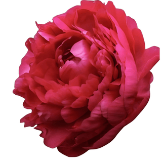 Felix Supreme - Patagonia Peonies Flowers | Fresh-Cut Wholesale Peony (October - November - December)
