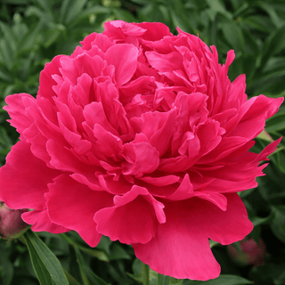 Felix Supreme Fresh Cut American Peony – May & June Delivery