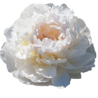 Florence Nicholls - Patagonia Peonies Flowers | Fresh-Cut Wholesale Peony (October - November - December)
