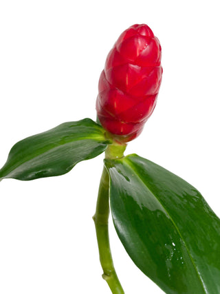 French Costus Kiss Red Tropical Flower (Fresh Cut) By Magic Flowers