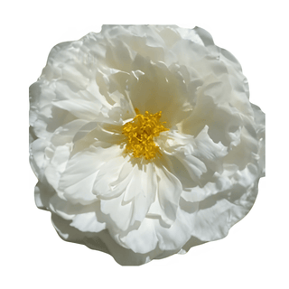 Fringed Ivory - Patagonia Peonies Flowers | Fresh-Cut Wholesale Peony (October - November - December)