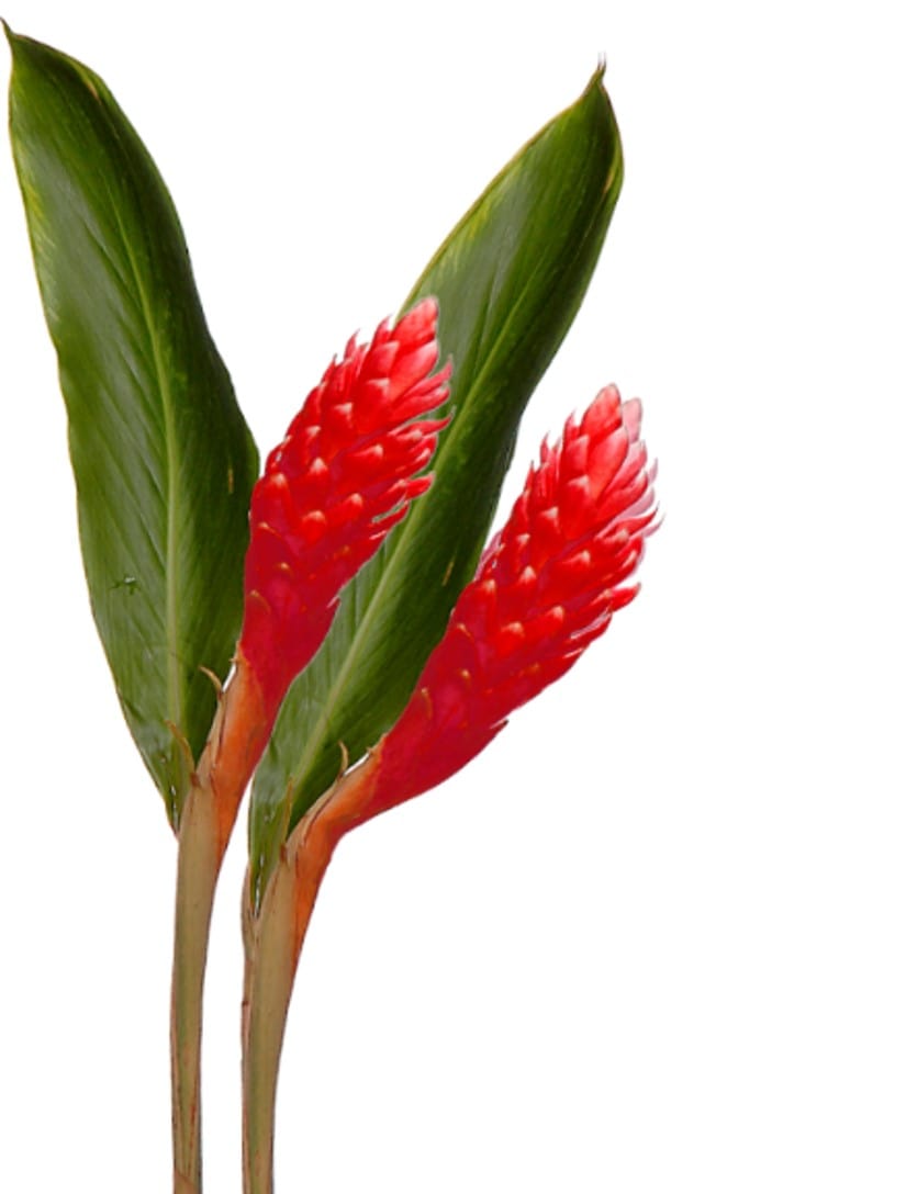Ginger Red Med Tropical Flower (Fresh Cut)