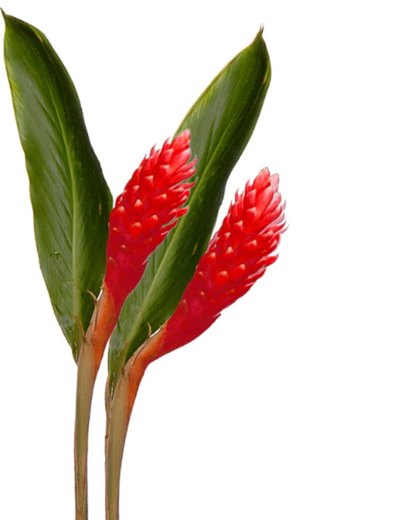 Ginger Red Large Tropical Flower (Fresh Cut)