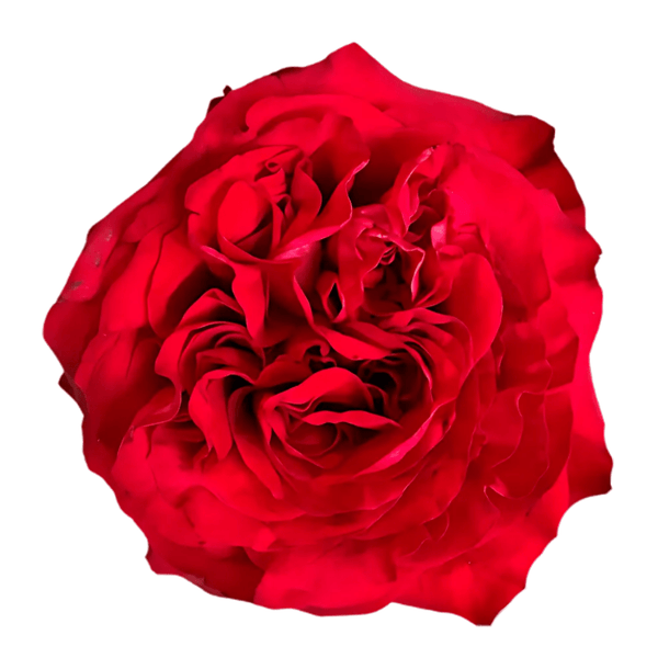 Red Gala Garden Rose – Wholesale Premium Roses – Greenchoice Flowers