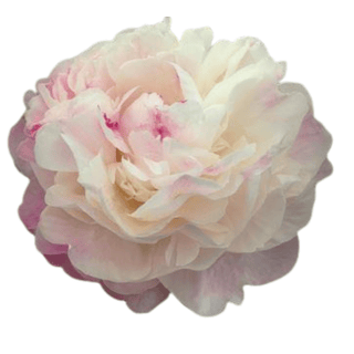 Gardenia - Patagonia Peonies Flowers | Fresh-Cut Wholesale Peony (October - November - December)