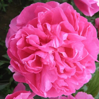 Gilbert Barthelot - Patagonia Peonies Flowers | Fresh-Cut Wholesale Peony (October - November - December)