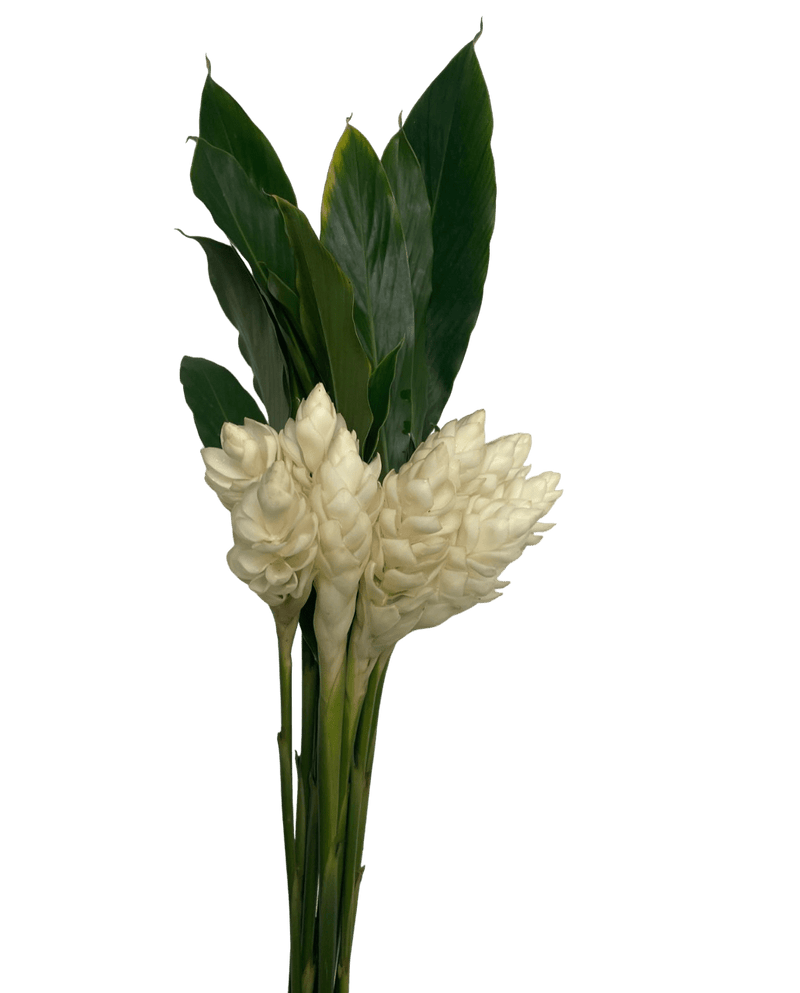 Ginger White Petite with leaves Tropical Flower (Fresh Cut) By Magic Flowers