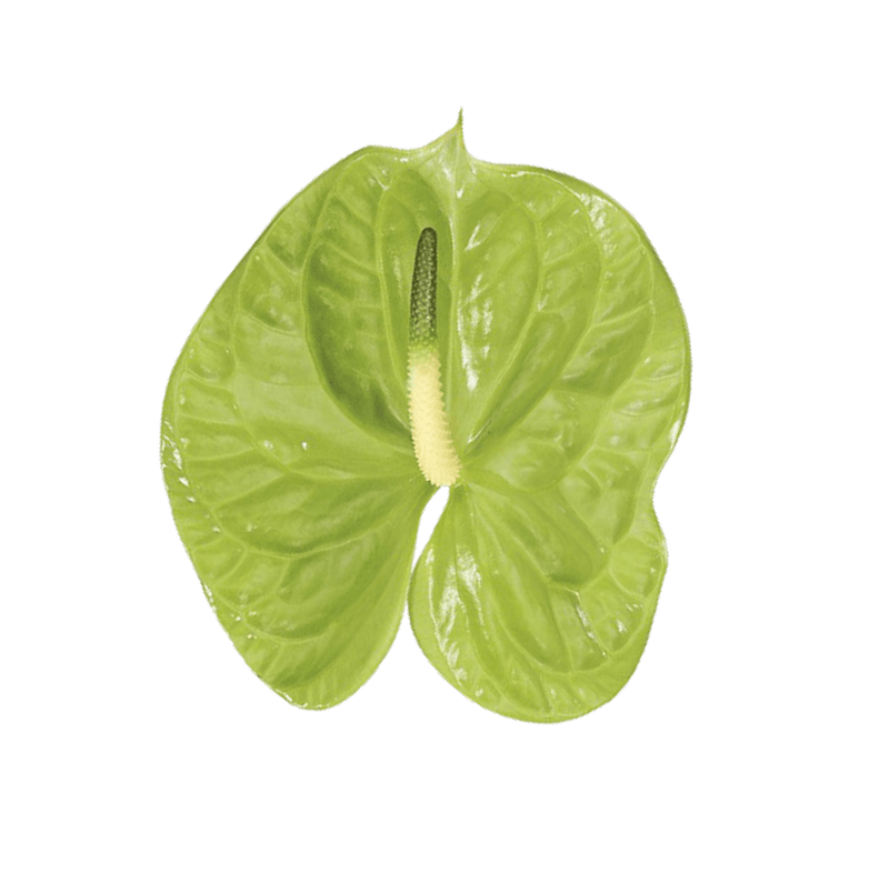 Anthurium Green Midori Tropical Flower (Fresh Cut)