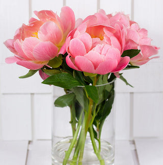 Premium Coral Peonies Flower October, November & December