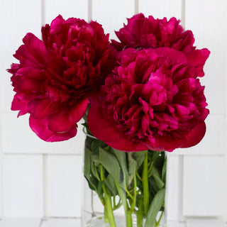 Premium Red Peonies Flower October, November & December