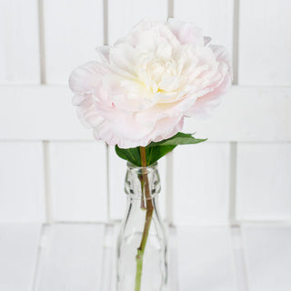 Premium Blush Peonies Flower October, November & December