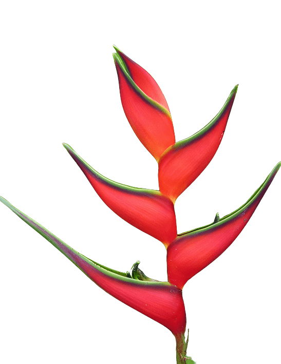 Heliconia Up Right Escarlata Tropical Flower (Fresh Cut)
