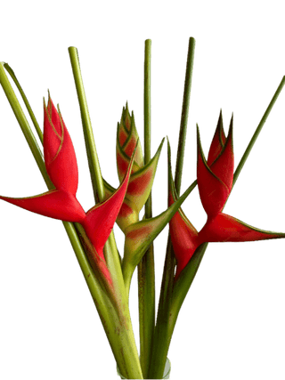 Heliconia Up Right Assorted Among Flamingo Tropical Flower (Fresh Cut) By Magic Flowers