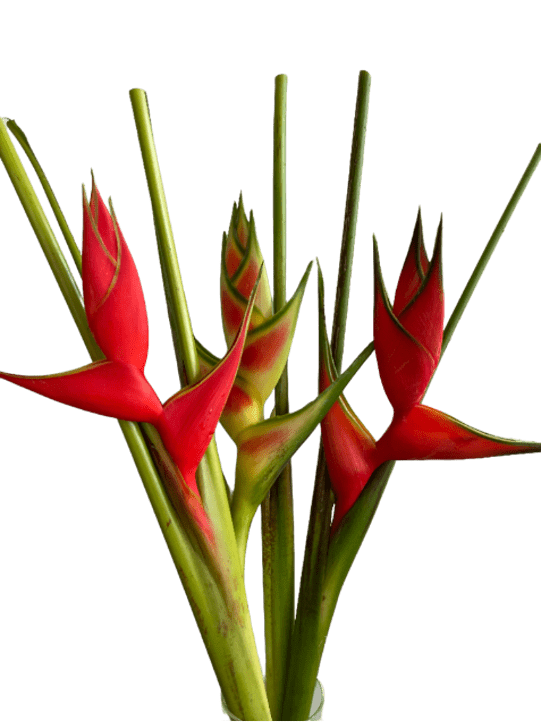 Heliconia Up Right Assorted Among Flamingo Tropical Flower (Fresh Cut) By Magic Flowers