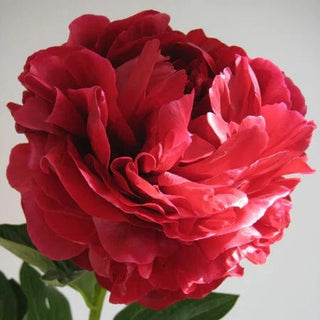 Henry Bockstoce - Patagonia Peonies Flowers | Fresh-Cut Wholesale Peony (October - November - December)