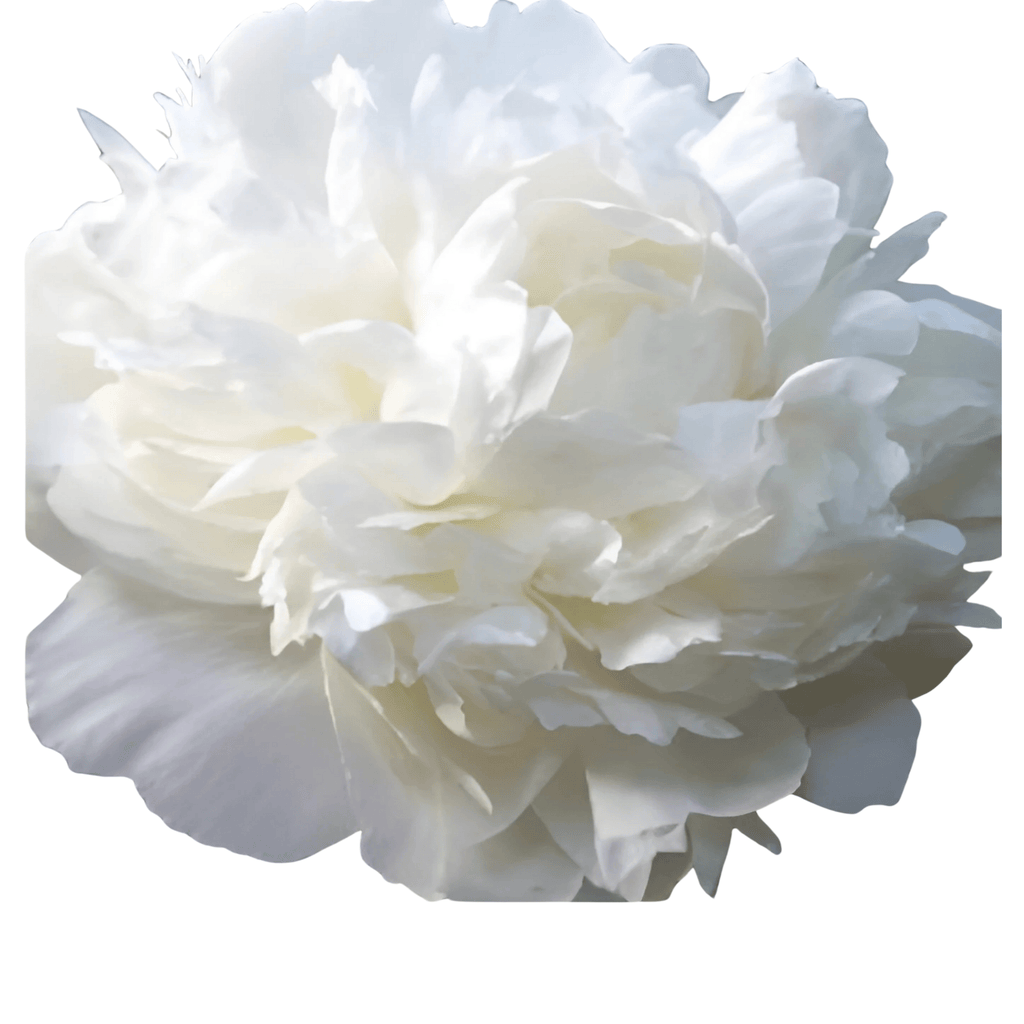 Henry Sass - Patagonia Peonies Flowers | Fresh-Cut Wholesale Peony (Oc ...