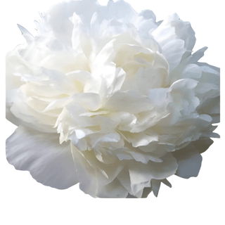 Henry Sass - Patagonia Peonies Flowers | Fresh-Cut Wholesale Peony (October - November - December)