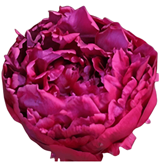 Highlight - Patagonia Peonies Flowers | Fresh-Cut Wholesale Peony (October - November - December)