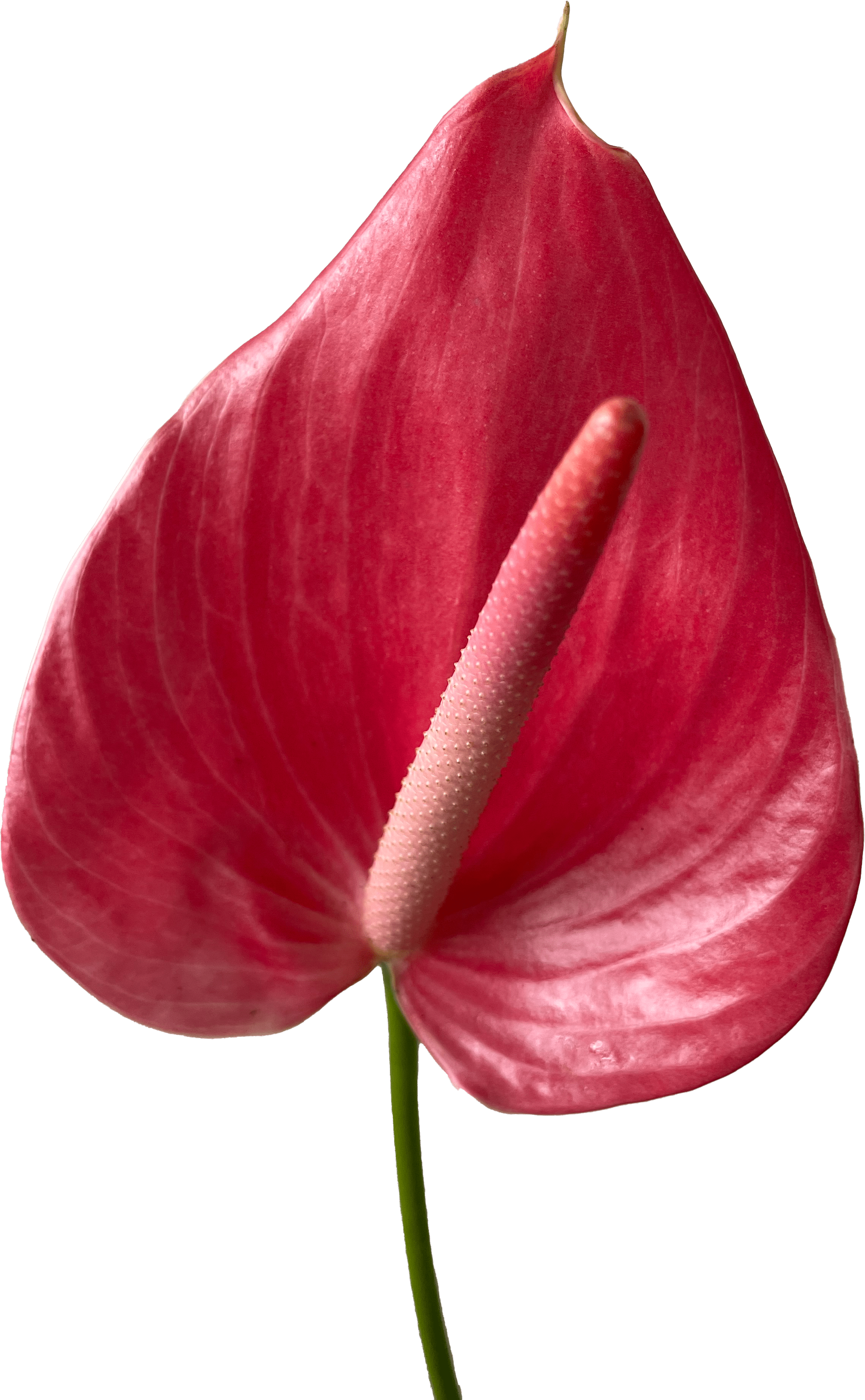 anthurium png Anthurium Pink Tropical Flower (Fresh Cut)